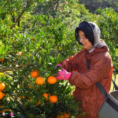 ≪今が旬!≫愛情たっぷり育てました。佐原農園さんの徳之島たんかん(10キロ) 