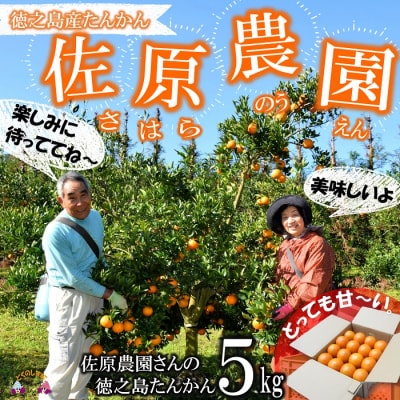 ≪今が旬!≫愛情たっぷり育てました。佐原農園さんの徳之島たんかん(5キロ) 