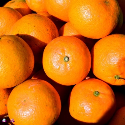 ≪今が旬!≫愛情たっぷり育てました。佐原農園さんの徳之島たんかん(5キロ) 