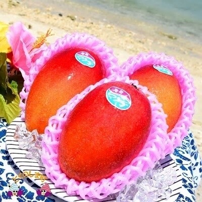 【今が旬】~てぃだ(太陽)をたっぷり浴びて育ちました!~徳之島産完熟マンゴー1㎏