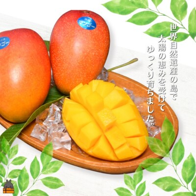 ≪今が旬!≫徳之島の高原育ち!尾母(おも)マンゴー(1kg) ( 果物 フルーツ 徳之島 奄美 )