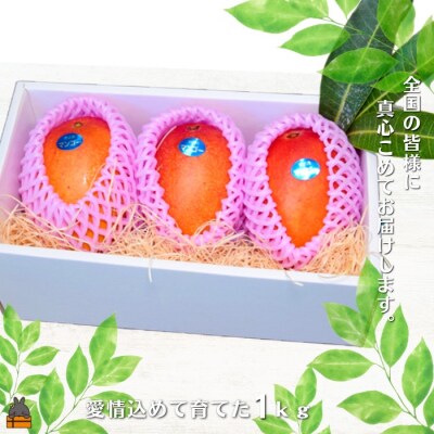 ≪今が旬!≫徳之島の高原育ち!尾母(おも)マンゴー(1kg) ( 果物 フルーツ 徳之島 奄美 )