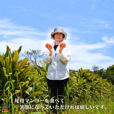 ≪今が旬!≫徳之島の高原育ち!尾母(おも)マンゴー(1kg) ( 果物 フルーツ 徳之島 奄美 )