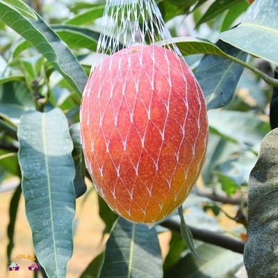 ~徳之島の高原育ち~てぃだ(太陽)をたっぷり浴びて育った尾母マンゴー(2kg)