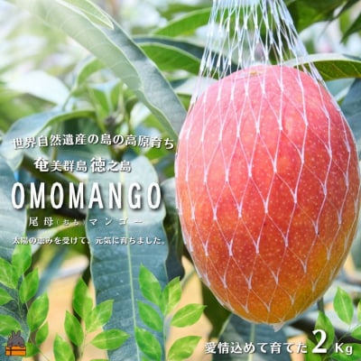 ≪今が旬!≫徳之島の高原育ち!尾母(おも)マンゴー(2kg) ( 果物 フルーツ 徳之島 奄美 )