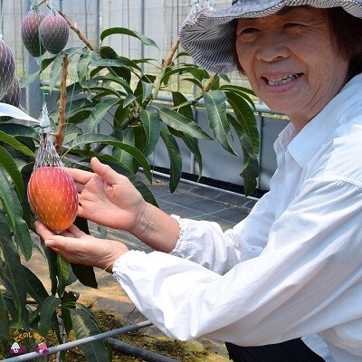 ～徳之島の高原育ち～てぃだ(太陽)をたっぷり浴びて育った尾母マンゴー(2kg)