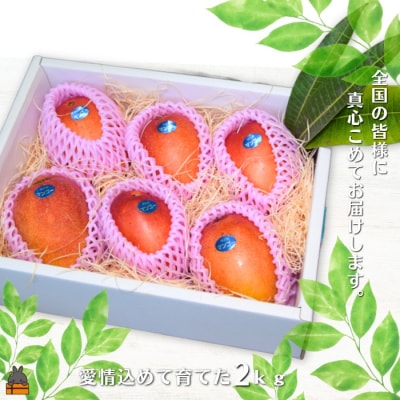 ≪今が旬!≫徳之島の高原育ち!尾母(おも)マンゴー(2kg) ( 果物 フルーツ 徳之島 奄美 )