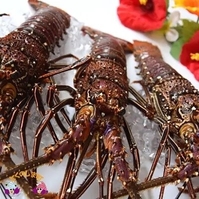 ~煌めきの海で育ちました~徳之島産伊勢海老(約1kg)