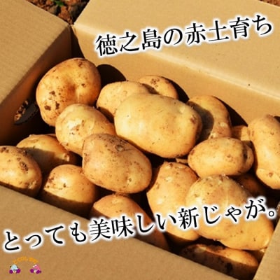 《今が旬!》福祉作業所の仕事にもつながる!徳之島の“新”じゃがいも(5kg)