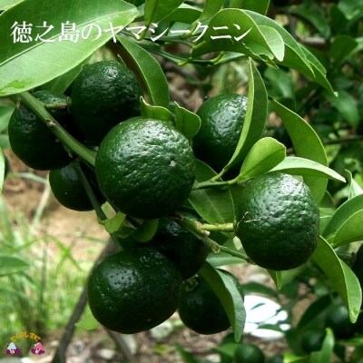 ～野生の酸味と香りを～ジュースやヨーグルトに!シークニン粉末(300g)
