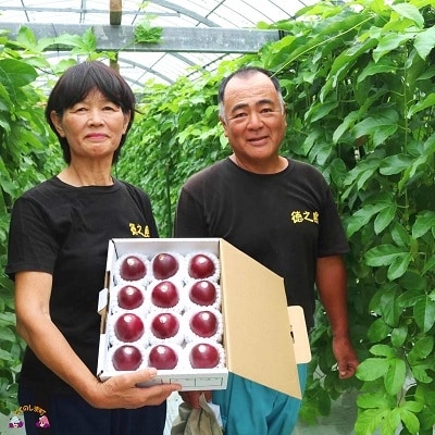 【旬を迎えました!】～徳之島から爽やかな香りを～富田園芸のパッションフルーツ(約2kg)