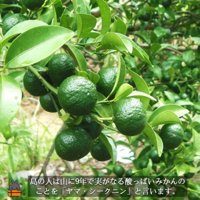 ～野生の島みかんの味～徳之島のヤマ・シークニン果汁(300ml×2本)