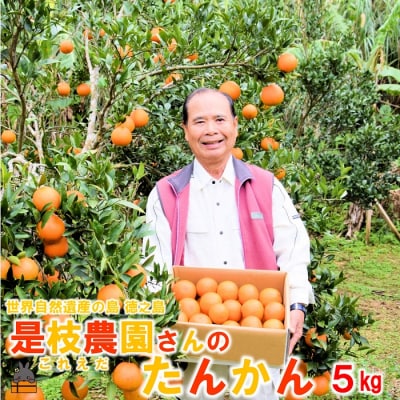 ≪先行受付≫「美味しい!」笑顔になる。是枝農園さんのこだわり たんかん(5キロ)
