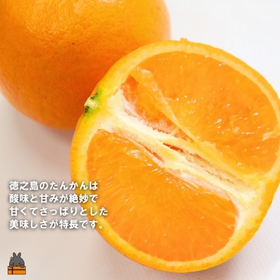 ≪先行受付≫「美味しい!」笑顔になる。是枝農園さんのこだわり たんかん(5キロ)