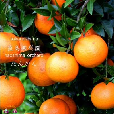 徳之島　直島果樹園さんのてぃだ(太陽)100%たんかん(10kg)