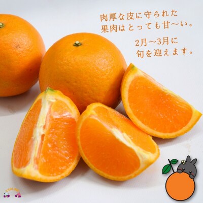 《まもなく旬!》～アマミノクロウサギと共生を目指す農家さんの徳之島産たんかん3kg 