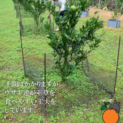 《まもなく旬!》～アマミノクロウサギと共生を目指す農家さんの徳之島産たんかん3kg 