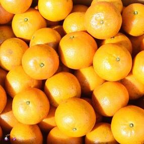 ≪今が旬!≫【家庭用】見た目は△!でも味は◎!徳之島産“もぎたて”たんかん(5kg)