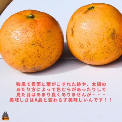 ≪まもなく旬!≫【家庭用】見た目は△!でも味は◎!徳之島産“もぎたて”たんかん(10kg)
