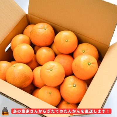 ≪先行予約≫【家庭用】見た目は△!でも味は◎!徳之島産“もぎたて”たんかん(10kg)