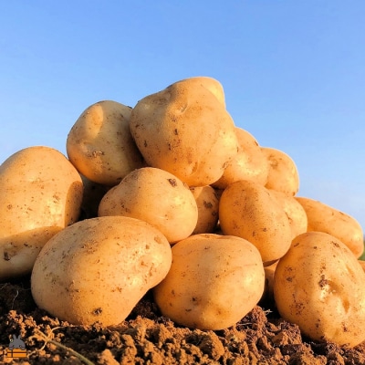 【今が旬!】～春の訪れを告げる～徳之島プレミアムブランド”春一番じゃがいも”(10kg)