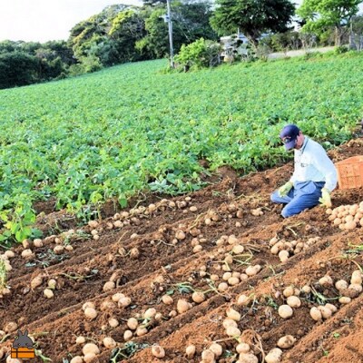 【まもなく旬!】～春の訪れを告げる～徳之島プレミアムブランド”春一番じゃがいも”(10kg)