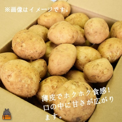 【今が旬!】～春の訪れを告げる～徳之島プレミアムブランド”春一番じゃがいも”(10kg)