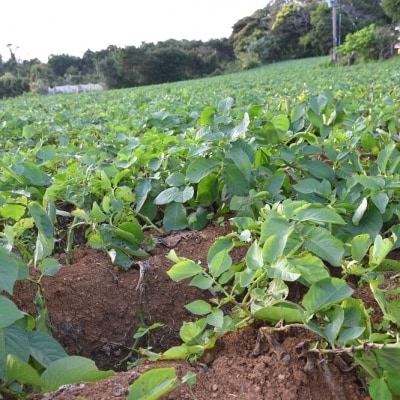 【今が旬!】～春の訪れを告げる～徳之島プレミアムブランド”春一番じゃがいも”(20kg)