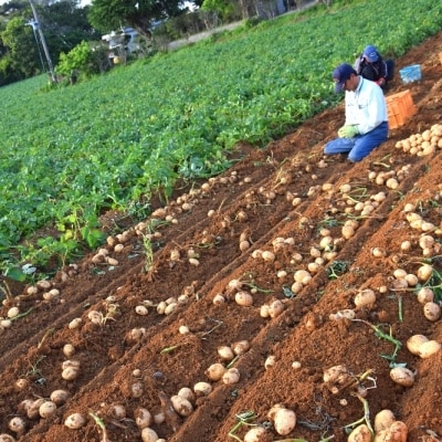 【今が旬!】～春の訪れを告げる～徳之島プレミアムブランド”春一番じゃがいも”(20kg)
