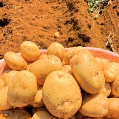 【まもなく旬!】～春の訪れを告げる～徳之島プレミアムブランド”春一番じゃがいも”(20kg)