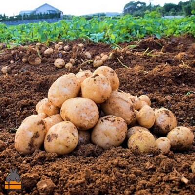 【まもなく旬!】～春の訪れを告げる～徳之島プレミアムブランド”春一番じゃがいも”(50kg)