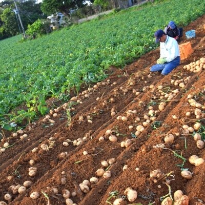 【今が旬!】～春の訪れを告げる～徳之島プレミアムブランド”春一番じゃがいも”(100kg)