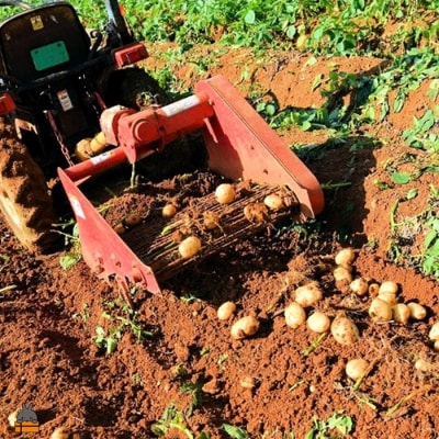 【まもなく旬!】～春の訪れを告げる～徳之島プレミアムブランド”春一番じゃがいも”(100kg)