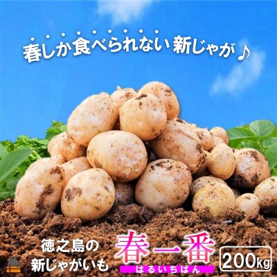 【今が旬!】～春の訪れを告げる～徳之島プレミアムブランド”春一番じゃがいも”(200kg)