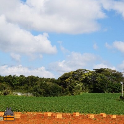 【今が旬!】～春の訪れを告げる～徳之島プレミアムブランド”春一番じゃがいも”(200kg)