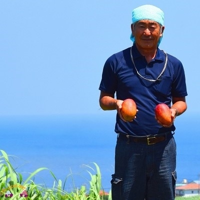 ≪今が旬!≫【ワケあり】徳之島センチュリー果樹園さんのちょっと小ぶりな完熟マンゴー(2kg)