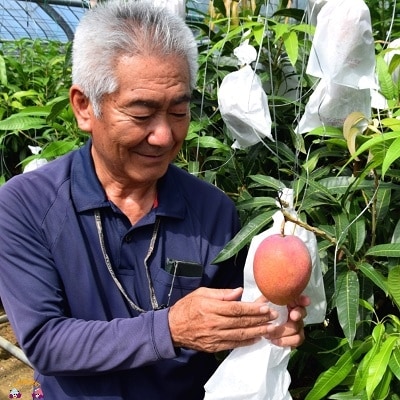 《今が旬!》【家庭用】徳之島センチュリー果樹園さんの完熟マンゴー約2kg