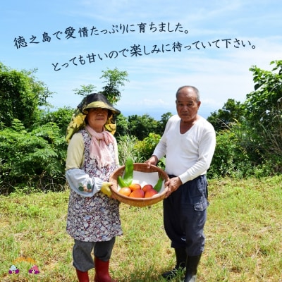 ≪今が旬!≫徳之島大川農園とみつばちが育てた完熟マンゴー(1kg)