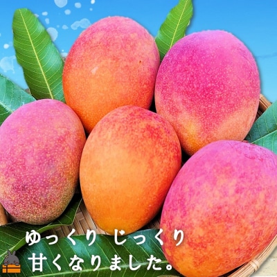 ≪先行受付≫てぃだ(太陽)を浴びて育った徳之島産完熟マンゴー(2kg)