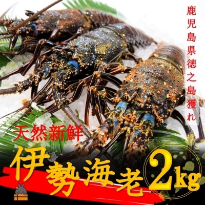 【地魚専門店 鮮魚 魚一さん直送】～徳之島獲れ!伊勢海老～(約2kg)