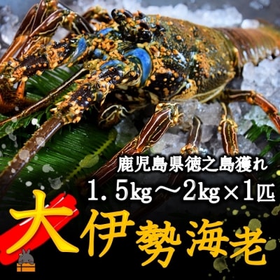 【地魚専門店 鮮魚 魚一さん直送】～徳之島獲れ!“大”伊勢海老(1匹)