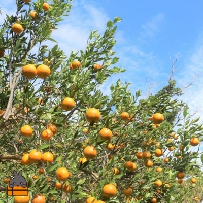 ～徳之島のたんかん果汁入り～とくのしま甘ざけ(たんかん)12本