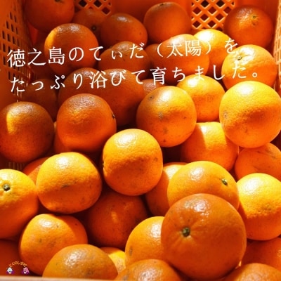 《今が旬!》【家庭用】徳之島直島果樹園さんの家庭用たんかん5kg