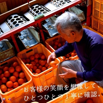 《今が旬!》【家庭用】徳之島直島果樹園さんの家庭用たんかん5kg