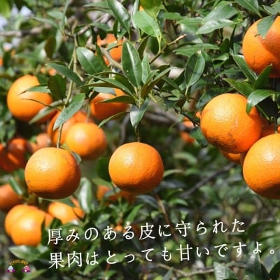 《今が旬!》【家庭用】徳之島直島果樹園さんの家庭用たんかん5kg