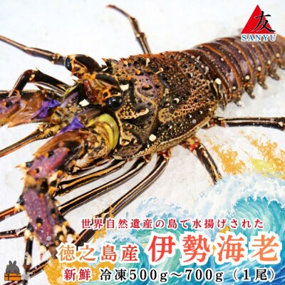 新鮮なまますぐ冷凍!!徳之島産冷凍伊勢海老1尾(500g~700g)