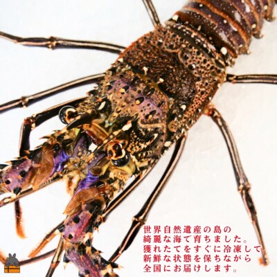 新鮮なまますぐ冷凍!!徳之島産冷凍伊勢海老1尾(500g~700g)