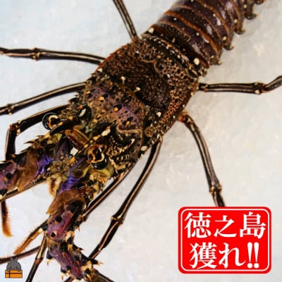 新鮮なまますぐ冷凍!!徳之島産冷凍伊勢海老1尾(500g~700g)