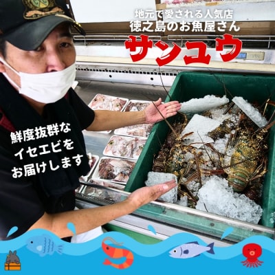 新鮮なまますぐ冷凍!!徳之島産冷凍伊勢海老1尾(500g~700g)