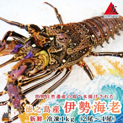 新鮮なまますぐ冷凍!!徳之島産冷凍伊勢海老1kg(2尾～4尾)